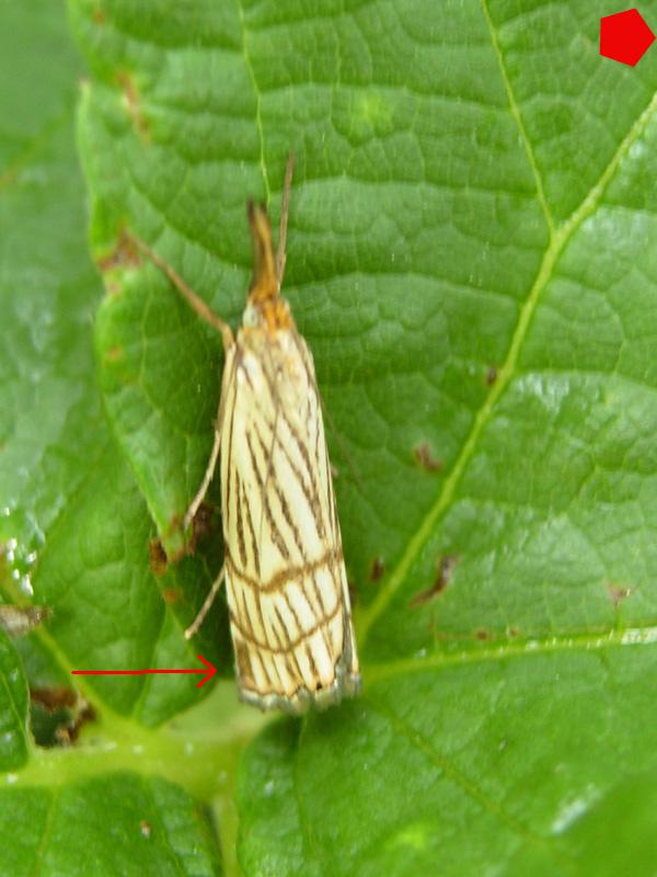 Chrysocrambus linetellus o craterellus ?